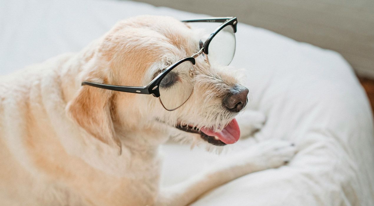 dog lying on bed wearing reading glasses