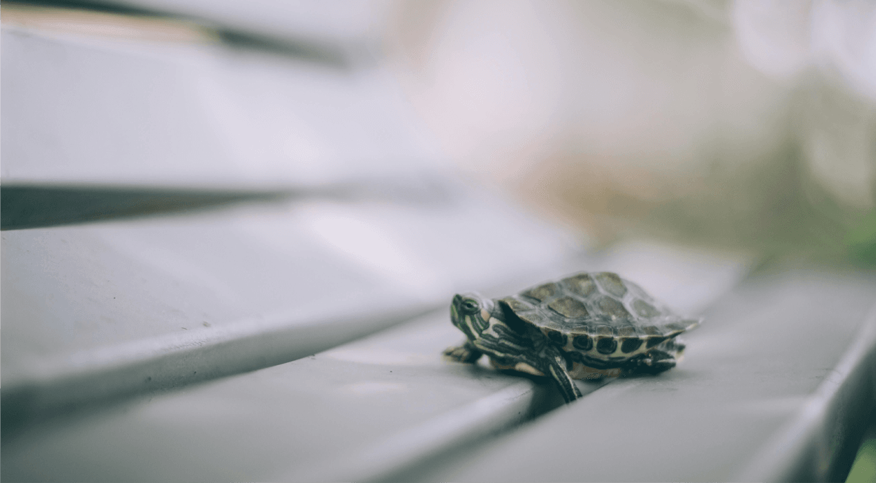 Tortoise sitting on a park bench