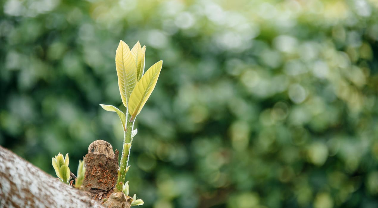 Close up of a green shoot growing from a branch