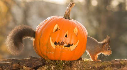 Halloween pumpkin squirrel